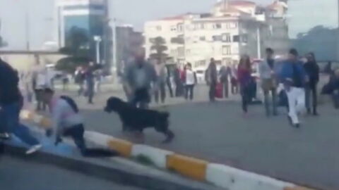 Straßenschlägerei: Plötzlich greift ein Rottweiler ein