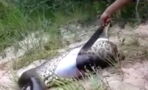 Sie schneiden eine Anakonda auf, die den Mund zu voll nahm
