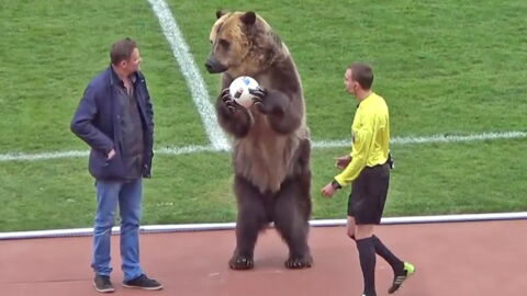 Russland: Bär eröffnet Fußballspiel und sorgt für heftige Reaktionen