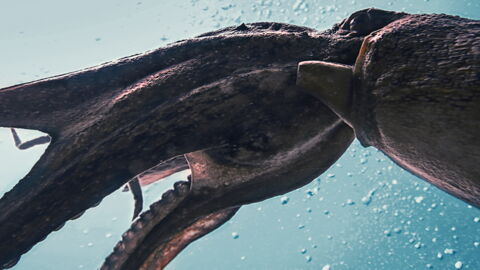 Wissenschaftlicher Erfolg: Die ersten Aufnahmen eines Riesenkalmars sind beeindruckend (Video)