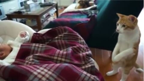 Diese Katze sorgt sich, als das Baby niest. Ihre Reaktion ist einmalig!