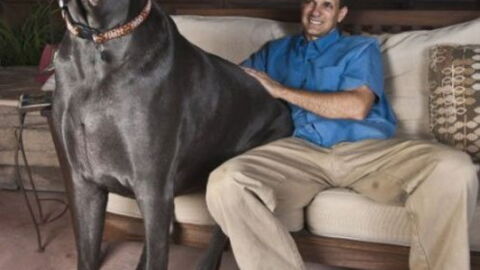 Rekord: Diese Tiere sind die größten Exemplare ihrer Rasse