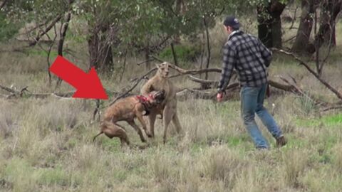 Ein Mann rettet seinen Hund vor einem Känguru