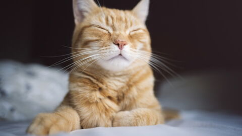 Ungewöhnliches Heim: Kater Django lebt den Traum aller Männer!