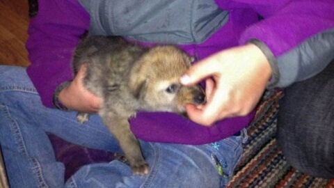 Mann findet einen verwaisten Welpen: Dann findet er heraus, dass es gar kein Hund ist