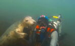 Beim Tauchen mit Seelöwen hält die Unterwasserkamera eine berührende Begegnung fest (Video)