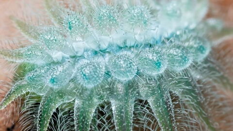 15 unglaubliche Verwandlungen von der Raupe zum Schmetterling