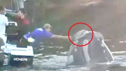 Ein Wal in Not bittet Fischer sichtbar um Hilfe: Was sich dann ereignet, ist beeindruckend (Video)