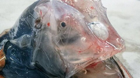 Fischer angelt besonders tief: Plötzlich hängt dieses Monstrum am Haken