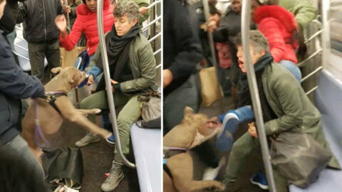 Pitbull sorgt für einen Alptraum in der U-Bahn