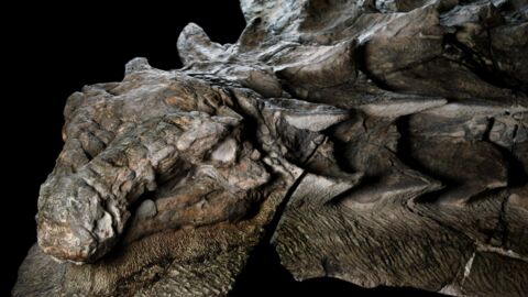 110 Millionen Jahre alter Dinosaurier in Kanada entdeckt