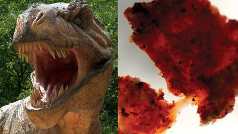 Schwangerer T-Rex mit DNA-Spuren entdeckt