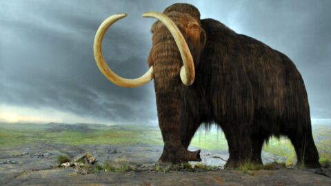Erwecken Wissenschaftler das Mammut 4000 Jahre nach seinem Verschwinden wieder zum Leben?