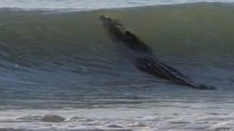 Australien: Ein riesiges Krokodil sorgt an einem Strand für Panik