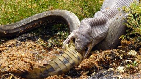Diese Python nimmt den Mund ganz schön voll