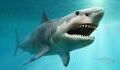 Ausgestorbener Meeres-Räuber: Forscher entdecken Fossil eines Riesenhais