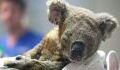 1.000 tote Koalas in Australien – ein schrecklicher Schlag für die bereits gefährdete Art