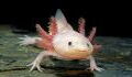 Nach 150 Jahren Forschung: So kann sich der Axolotl selbst regenerieren