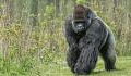Beeindruckende Bilder: Seltener Gorilla wurde zum ersten Mal fotografiert
