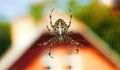 Warum ihr niemals eine Spinne in eurem Haus töten solltet