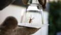 Nosferatu-Spinne: Giftspinne aus dem Mittelmeerraum breitet sich in Deutschland aus!