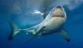 Hai wird 2020 freigelassen: Jetzt taucht das 650 kg schwere und 4 Meter lange Tier wieder auf und überrascht