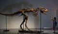 76 Millionen Jahre altes Dinosaurier-Skelett für 6,1 Millionen Dollar versteigert