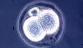 Durchbruch in Stammzellenforschung: Können wir aus Mäuseembryos menschliche Organe herstellen?