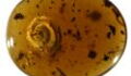 Haarige, 99 Millionen Jahre alte Schnecke in Bernstein gefunden