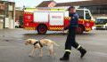 "Innerhalb von 25 Minuten gefunden": Können Spürhunde Covid-19 riechen?