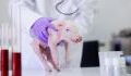 Entdeckung: Forscher schaffen Hybrid aus Schwein und Mensch