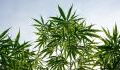 Studie: Cannabis könnte das beste Heilmittel für zwei ernsthafte Krankheiten sein