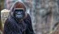 Covid-19: Gorilla erhält gleiche Behandlung wie Donald Trump