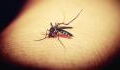Infektionsgefahr: Heimische Stechmücken verbreiten West-Nil-Virus in Deutschland
