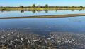 Quecksilber-Umweltkatastrophe: Tonnen von Fischkadavern aus der Oder geborgen