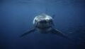 20.000 Meilen unter dem Meer: U-boot filmt mysteriösen Tiefsee-Hai dank eines Trackers