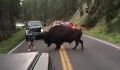 Mann provoziert ein Bison im Yellowstone-Nationalpark und bereut es sofort