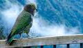 Neuseeland: Ein Papagei stiehlt eine Kamera und filmt sich damit (Video)