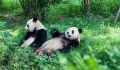 Hongkong: Dank der Ausgangssperre paaren sich Riesenpandas zum ersten Mal