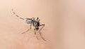 So gefährlich sind Mücken wirklich
