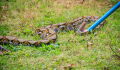 Enormer Hunger: Fund im Magen der Python beunruhigt Parkwächter