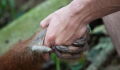 Herzzerreißend: Orang-Utan reicht einem Mann die Hand, um ihn aus einem Fluss zu retten