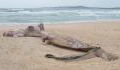 Zehn Meter lang: Spaziergänger finden "Seeungeheuer" am Strand