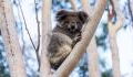Mit kreativer Idee sollen Koalas vor dem Aussterben bewahrt werden