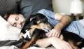 So beeinflusst die Gegenwart eines Hundes im Zimmer unseren Schlaf