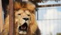 Löwenangriff im Osnabrücker Zoo: Darum wurde die Tierpflegerin attackiert