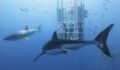 Video: Taucher wird von einem Weißen Hai angegriffen, der in seinen Käfig eindringt