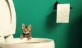 Klo-Besuch: Diese beiden Tiere verschaffen sich über die Toilette Zugang zu eurem Haus