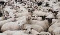 Verstörendes Video: Hunderte von Schafen laufen mehrere Tage im Kreis