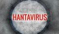 Hohes Infektionsrisiko: Warnung vor Hantavirus